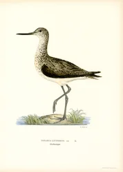 Sandpiper (väri litho)