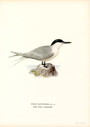 Sandwich Tern (väri litho)