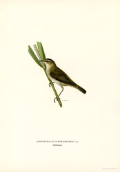 Sarikirkko (väri litho)