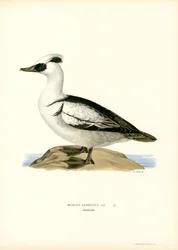 Smew (väri litho)