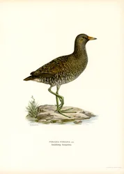 Spotted Crake (litografia de color) finlandès