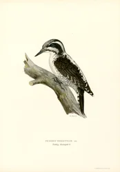 Kolmivarvas tikka (väri litho)
