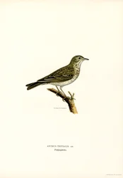 Tree Pipit (väri litho)