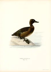 Tuftattu ankka (väri litho)