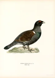 Länsimetso (väri litho)
