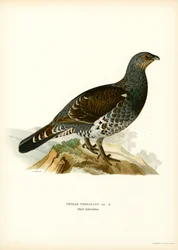 Länsimetso (väri litho)
