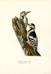 Valkoselkätikka (väri litho)