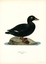 Scoter d