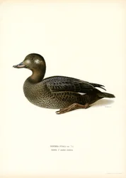 Valkosiipinen Scoter (väri litho)