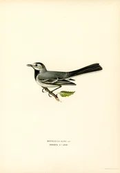 White Wagtail (väri litho)