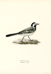 White Wagtail (väri litho)