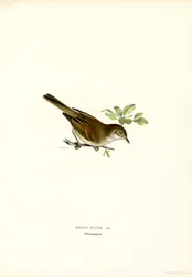 Whitethroat (väri litho)