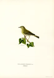 Willow Warbler (väri litho)
