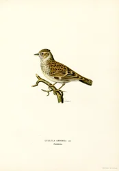Wood Lark (väri litho)