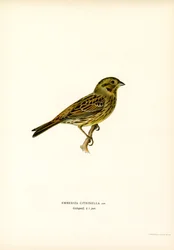 Keltasirkku (väri litho)