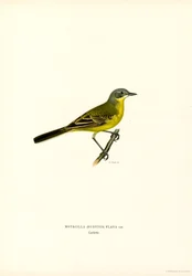 Keltainen wagtail (väri litho)