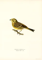 Keltavasara (Emberiza citrinella) (väri litho)