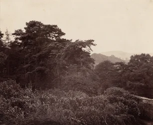 Lehtien tutkimus,c. 1863 (kuva)