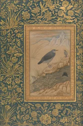 Diving Dipper and Other Birds, Folio Shah Jahan -albumista, rekto: n. 1610-15.