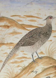 Himalajan cheer fasaani, Jahangir-kausi, Mughal, n. 1620 (akvarelli)