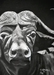Buffalo