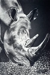 Tehokas Rhino-laiduntaminen