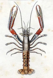 Luonnonhistoriallinen levy: Langoustine Marc Elieser Bloch Ichtyologien jälkeen Pariisi - Berliini - Lontoo 1787.
