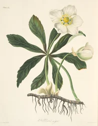 Mustajouluruusu eli jouluruusu, teoksesta Vuodenaikojen kukkakuvituksia, julkaistu 1829
