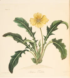 Voikukka-lehtinen iltasimppu, teoksesta Floral Illustrations of the Seasons, pub. 1829 (käsin väritetty kaiverrus).