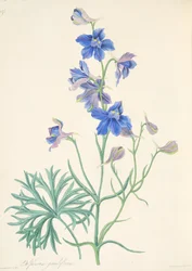 Isokukkainen ritarinkannus, teoksesta Floral Illustrations of the Seasons, julkaistu 1829