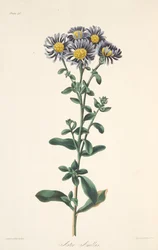 Italian asteri, julkaisusta Floral Illustrations of the Seasons, pub. 1829 (käsin väritetty kaiverrus).