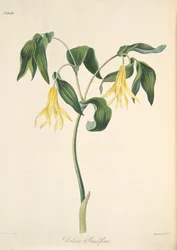 Isokukkainen bellwort, teoksesta "Floral Illustrations of the Seasons", julkaistu 1829