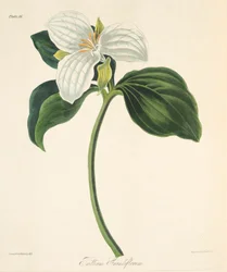 Suuri kukallinen Trillium, teoksesta Floral Illustrations of the Seasons, pub. 1829 (käsin väritetty kaiverrus)