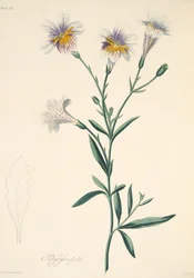 Maalattu Salpiglossis, teoksesta Floral Illustrations of the Seasons, pub. 1829 (käsin väritetty kaiverrus).