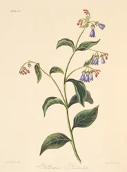 Panicled Lungwort, julkaisusta Floral Illustrations of the Seasons, pub. 1829 (käsin väritetty kaiverrus).