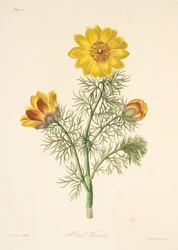 Perennial Adonis, teoksesta Floral Illustrations of the Seasons, pub. 1829 (käsin väritetty kaiverrus).