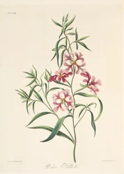 Pretty Clarkia, vuodenaikojen kukkakuvituksista, pub. 1829 (käsin väritetty kaiverrus).