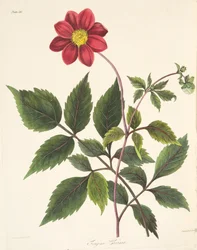 Red Dahlia, teoksesta Floral Illustrations of the Seasons, pub. 1829 (käsin väritetty kaiverrus)