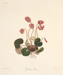 Round Leaved Cyclamen, julkaisusta Floral Illustrations of the Seasons, pub. 1829 (käsin väritetty kaiverrus).