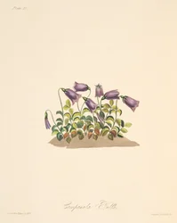 Russet Bell Flower, teoksesta Floral Illustrations of the Seasons, pub. 1829 (käsin väritetty kaiverrus).