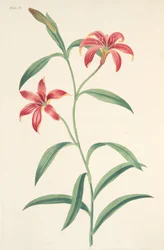 Yksivärinen kiinalainen lilja, julkaisusta Floral Illustrations of the Seasons, pub. 1829 (käsin väritetty kaiverrus).