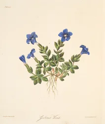 Kevään Gentian, kirjasta Floral Illustrations of the Seasons, pub. 1829 (käsin väritetty kaiverrus)