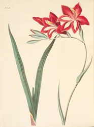 Erinomainen maissi-lippu, julkaisusta Floral Illustrations of the Seasons, pub. 1829 (käsin väritetty kaiverrus).