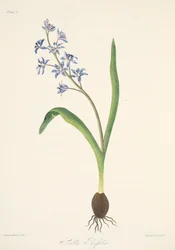 Kaksilehtinen Squill, julkaisusta Floral Illustrations of the Seasons, pub. 1829 (käsin väritetty kaiverrus).