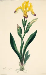 Variegated Iris, kirjasta Floral Illustrations of the Seasons, pub. 1829 (käsin väritetty kaiverrus).