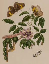 Kuva: Metamorphosis insectorum Surinamensium. Ofte Verandering der Surinaamsche Insecten