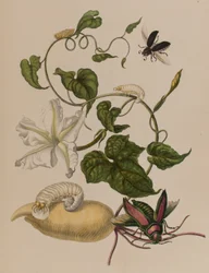 Kuva: Metamorphosis insectorum Surinamensium. Ofte Verandering der Surinaamsche Insecten