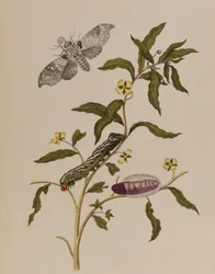 Kuva: Metamorphosis insectorum Surinamensium. Ofte Verandering der Surinaamsche Insecten
