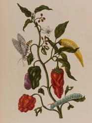 Kuva: Metamorphosis insectorum Surinamensium. Ofte Change of Surinamese Insects