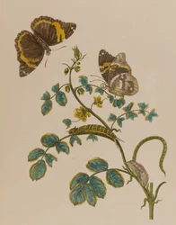 Kuvitus teoksesta "Metamorphosis insectorum Surinamensium. Ofte Verandering der Surinaamsche Insecten", julkaistu 1705 (värillinen kaiverrus).